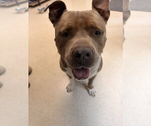 Mutt Dogs for adoption in Hillsboro, NH, USA