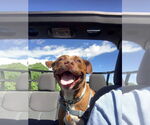 Small #6 American Pit Bull Terrier Mix