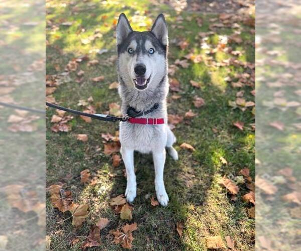 Medium Photo #1 Siberian Husky Puppy For Sale in Alameda, CA, USA