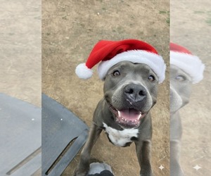 Dior - Female American Pit Bull Terrier Dog for Adoption - Photo #3