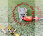 Puppy Thanos French Bulldog