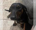 Small #6 Bull Terrier-Dachshund Mix