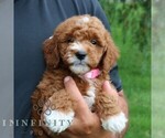Small #2 Goldendoodle (Miniature)