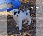 Small Photo #7 Portuguese Water Dog Puppy For Sale in MURFREESBORO, TN, USA