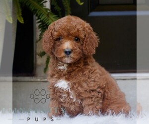 Poodle (Miniature) Puppy for sale in HONEY BROOK, PA, USA