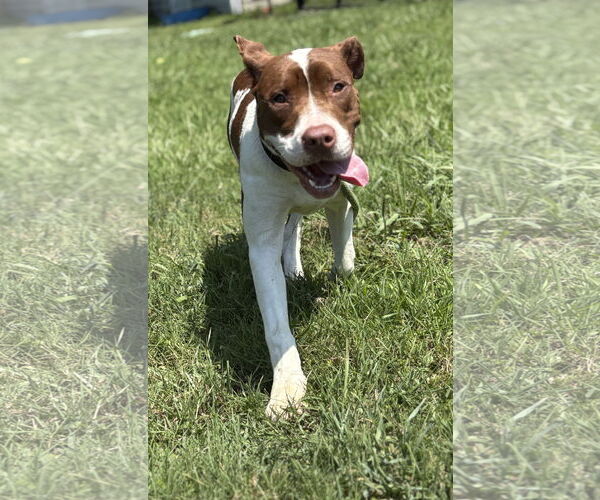 Medium Photo #4 Mutt Puppy For Sale in Virginia Beach, VA, USA