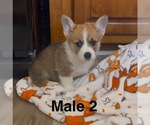 Puppy Bobby Pembroke Welsh Corgi