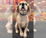 Small Photo #2 Cocker Spaniel Puppy For Sale in Westminster, MD, USA