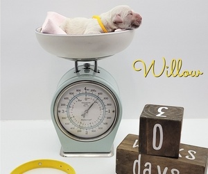 English Cream Golden Retriever Puppy for sale in CARTHAGE, MO, USA