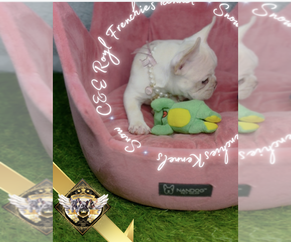 Medium Photo #8 French Bulldog Puppy For Sale in ATHENS, GA, USA