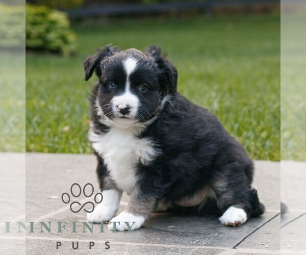Medium Photo #4 Miniature Australian Shepherd Puppy For Sale in COATESVILLE, PA, USA