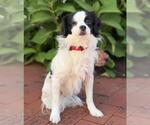 HUGO - Male Shiranian Dog for Adoption - Small photo