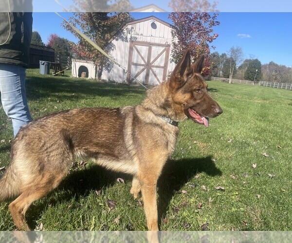 Medium Photo #1 German Shepherd Dog Puppy For Sale in OSTRANDER, OH, USA