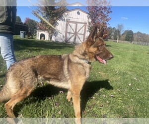 Mother of the German Shepherd Dog puppies born on 05/04/2025