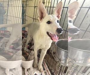 Cooper/Nieve - Male Siberian Husky-Unknown Mix Dog for Adoption - Photo #3