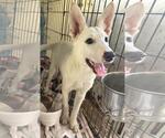 Small #2 Siberian Husky Mix