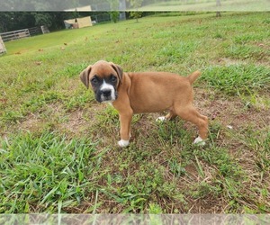 Boxer Puppy for sale in MCMINNVILLE, TN, USA