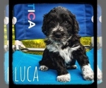 Small Photo #2 Portuguese Water Dog Puppy For Sale in RIGBY, ID, USA