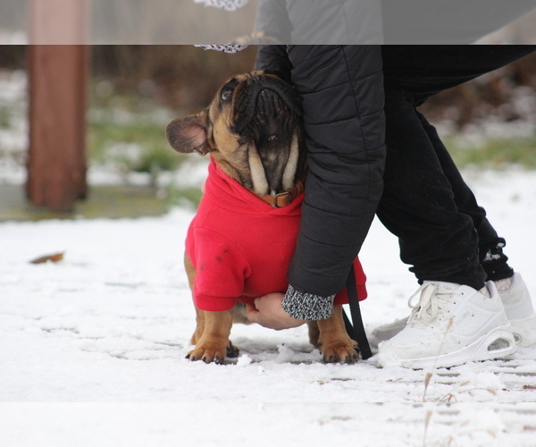 Medium Photo #5 French Bulldog Puppy For Sale in Hajos, Bacs-Kiskun, Hungary
