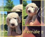 Puppy Yellow Female Anatolian Shepherd-Maremma Sheepdog Mix