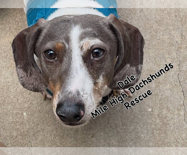 Medium Photo #3 Dachshund Puppy For Sale in Greenwood Village, CO, USA