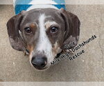 Small #2 Dachshund
