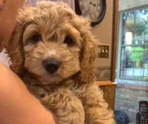 Cock-A-Poo-Cockapoo Mix Puppy for sale in MAYFIELD, KY, USA