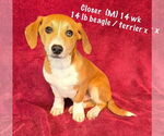 Small #6 Beagle Mix