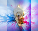 Small Photo #7 Goldendoodle Puppy For Sale in McKinney, TX, USA