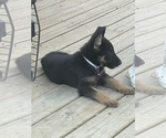 Small Photo #29 German Shepherd Dog Puppy For Sale in COLUMBIA, MO, USA
