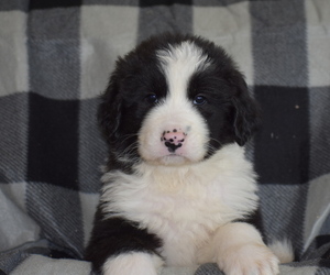Great Pyrenees-Newfoundland Mix Puppy for sale in BREWSTER, WA, USA