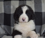 Small Photo #1 Great Pyrenees-Newfoundland Mix Puppy For Sale in BREWSTER, WA, USA