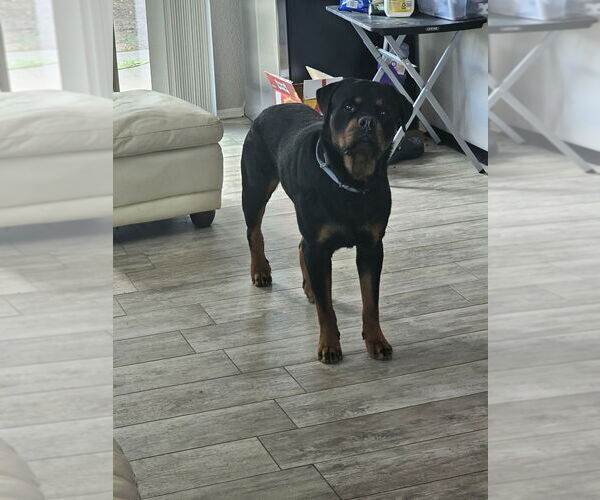 Medium Photo #2 Rottweiler Puppy For Sale in Gilbert, AZ, USA