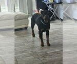 Small #1 Rottweiler