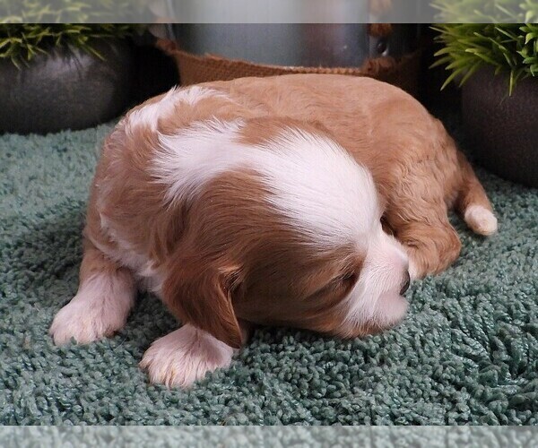 Medium Photo #2 Cavapoo (Miniature) Puppy For Sale in CARLISLE, KY, USA