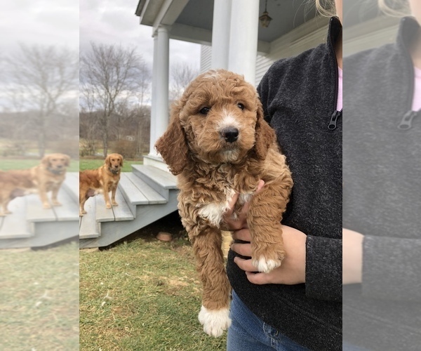 Medium Photo #3 Goldendoodle-Poodle (Miniature) Mix Puppy For Sale in HUNTLY, VA, USA