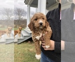 Small Photo #3 Goldendoodle-Poodle (Miniature) Mix Puppy For Sale in HUNTLY, VA, USA