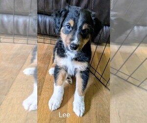 Australian Shepherd Puppy for Sale in PAMPLIN, Virginia USA