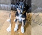 Small Photo #1 Australian Shepherd Puppy For Sale in PAMPLIN, VA, USA