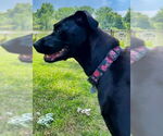 Small #7 Labrador Retriever Mix