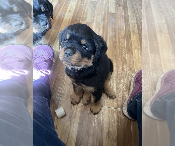 Medium Photo #10 Rottweiler Puppy For Sale in BUSKIRK, NY, USA
