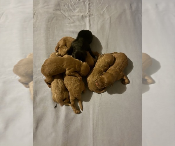 Medium Photo #2 Labradoodle Puppy For Sale in ALBUQUERQUE, NM, USA