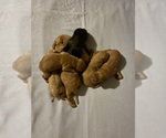 Small #1 Labradoodle