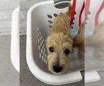 Small Mutt