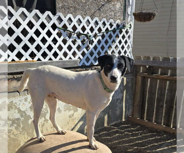 Medium Photo #1 Mutt Puppy For Sale in Poplar Bluff, MO, USA