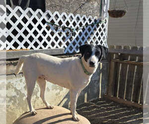 Mutt Dogs for adoption in Poplar Bluff, MO, USA