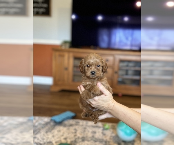 Medium Photo #1 Miniature Labradoodle Puppy For Sale in BRADENTON, FL, USA