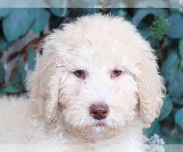 Medium Photo #1 Poodle (Standard) Puppy For Sale in MOUNT VERNON, OH, USA