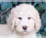 Small Photo #1 Poodle (Standard) Puppy For Sale in MOUNT VERNON, OH, USA