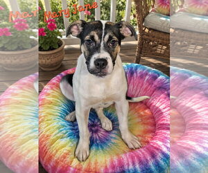 American Bulldog Dogs for adoption in Southbury, CT, USA